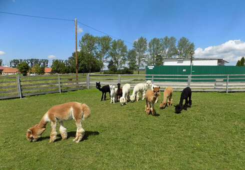 Alpaka Farm Erlebnis plus Komfort Natur Campingplatz, Witzleben
