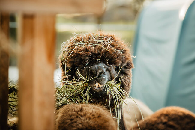 Alpakas vom Roten Berg