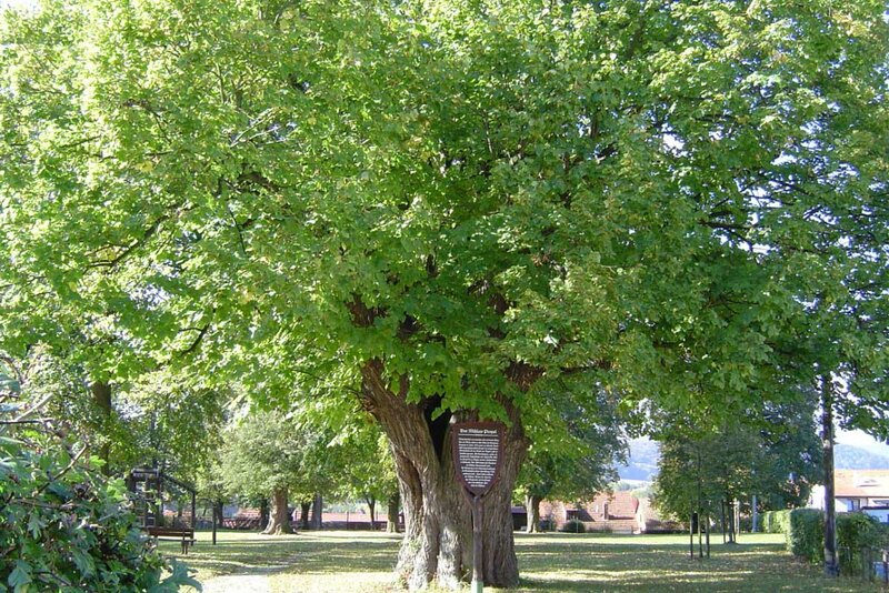 Gerichtslinde auf dem Propel