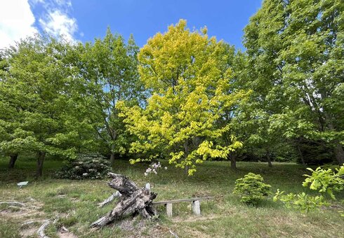Forstbotanischer Garten