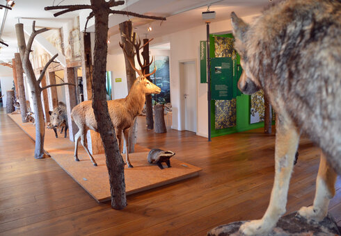 Naturhistorisches Museum