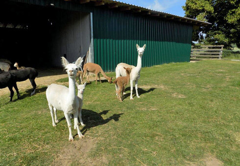 Alpaka Farm Erlebnis plus Komfort Natur Campingplatz, Witzleben