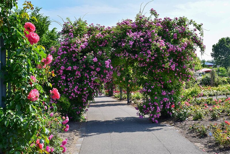Rosengarten in Bad Langensalza