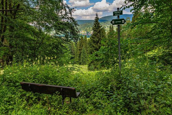 Wandern im Thüringer Wald