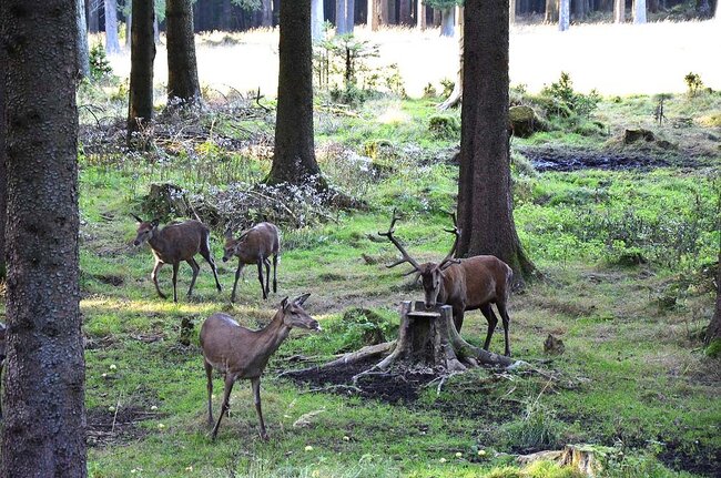 Wildtierbeobachtung im Thüringer Wald