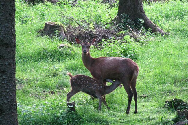 Wildtierbeobachtung im Thüringer Wald