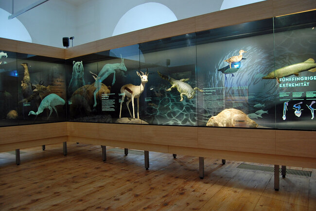 Tiere im Turm (© Foto: Adrian Leeder)