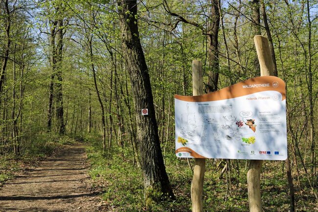 Waldpfad-Schlauer-Ux-natura-jenensis
