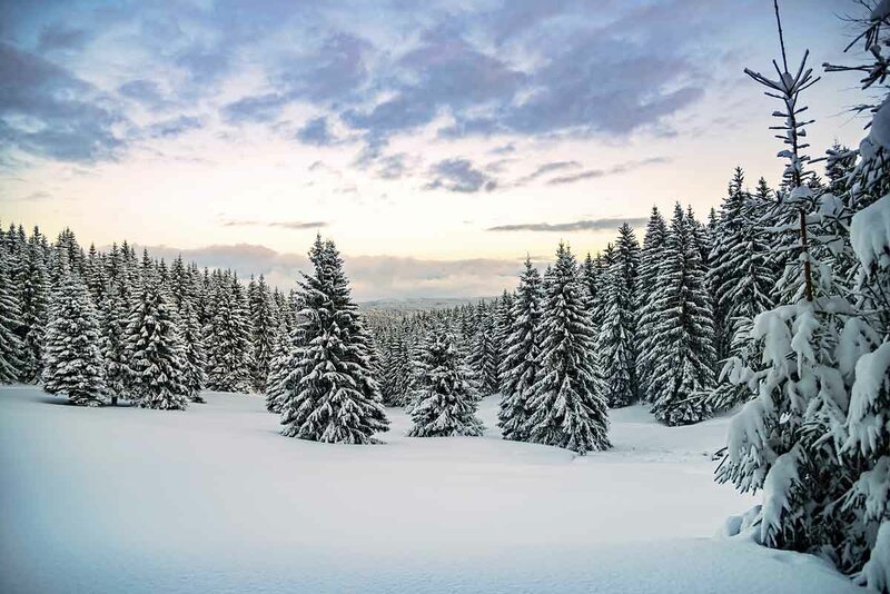 Winter im Thüringer Wald