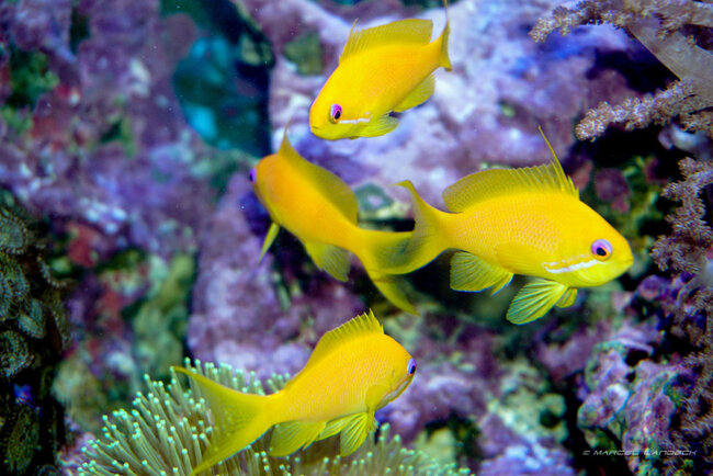 Erlebnispark Meeresaquarium