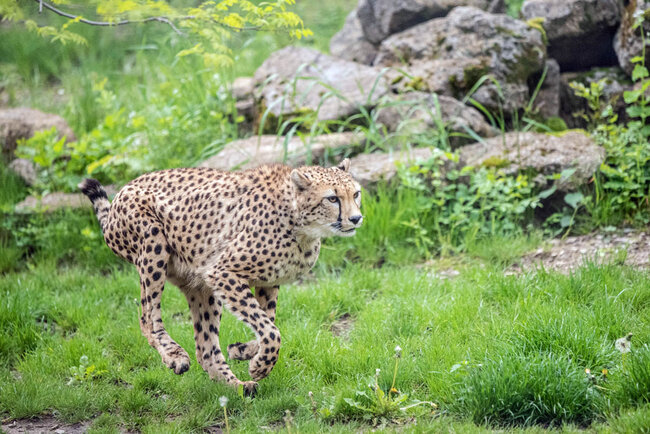 Gepard