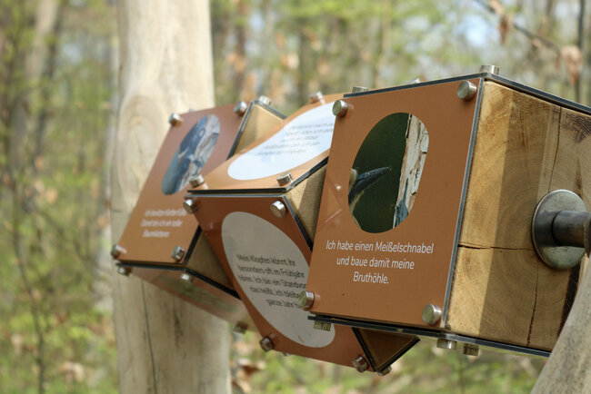 Waldpfad-Schlauer-Ux-natura-jenensis