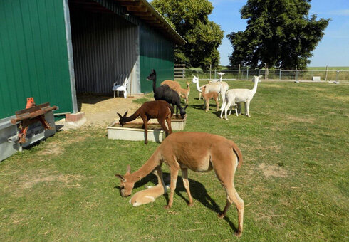 Alpaka Farm Erlebnis plus Komfort Natur Campingplatz, Witzleben