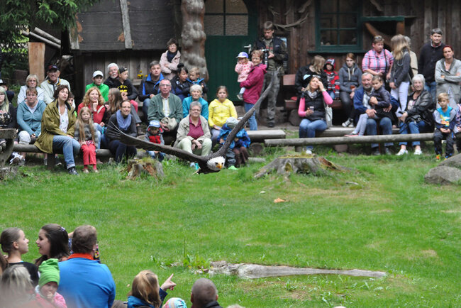 Falknerei am Rennsteig