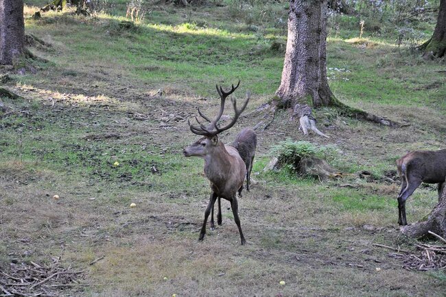 Wildtierbeobachtung im Thüringer Wald