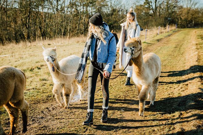 Alpakas vom Roten Berg