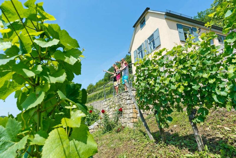 Weinberg bei Kaatschen