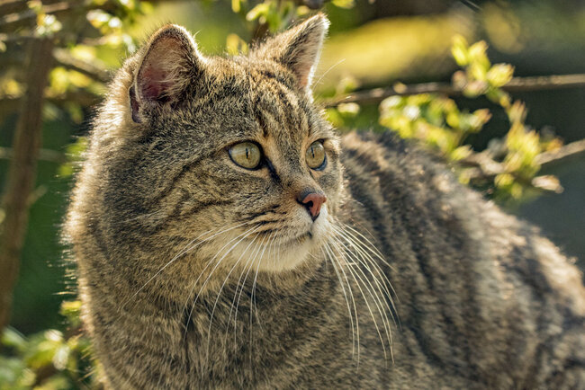 Wildkatzendorf Hütscheroda