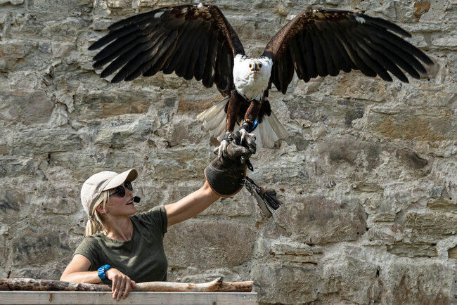 Falknerei "Burg Greifenstein"