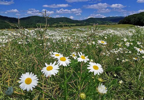 Idyllische Landschaft der Rhön