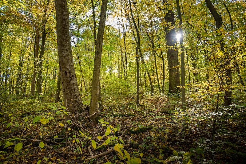 Nationalpark Hainich