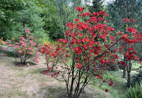 Forstbotanischer Garten