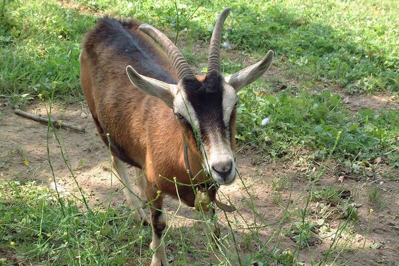 Bergziege bei Schnett