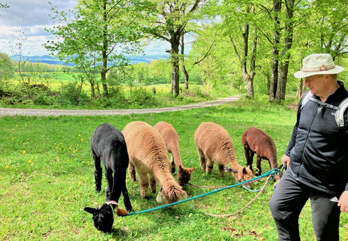 Alpaka Zurück zur Natur