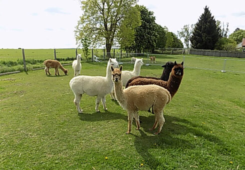 Alpaka Farm Erlebnis plus Komfort Natur Campingplatz, Witzleben