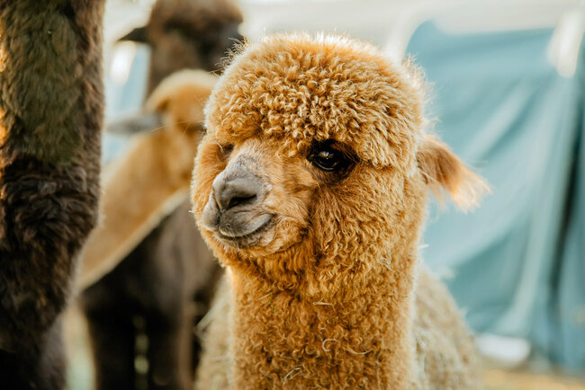 Alpakas vom Roten Berg