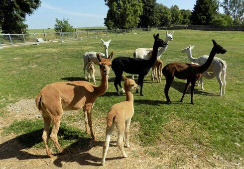 Alpaka Farm Erlebnis plus Komfort Natur Campingplatz, Witzleben