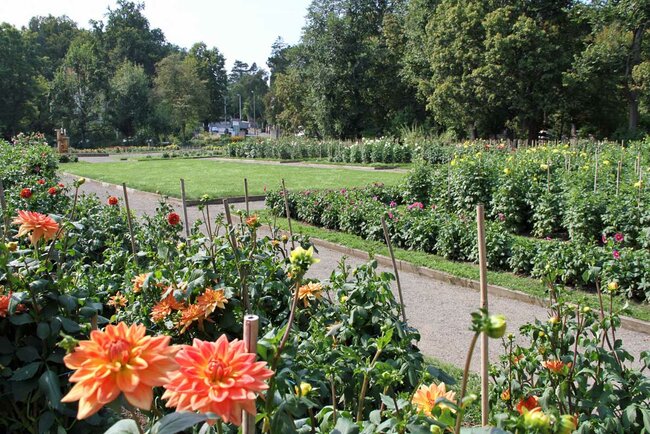 Dahliengarten (© Foto: Monique Hubka)
