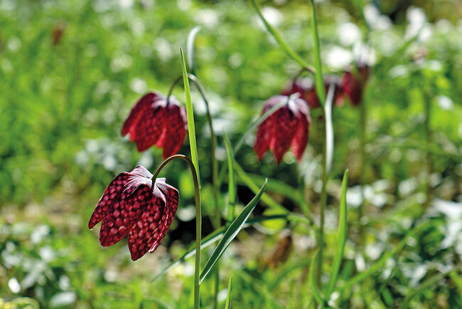 Rennsteiggarten Oberhof