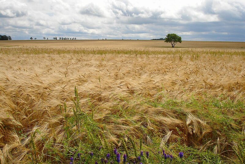 Feldlandschaft bei Plothen