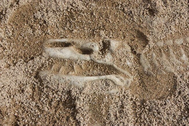 SaurierPfad Trixi Trias - natura jenensis