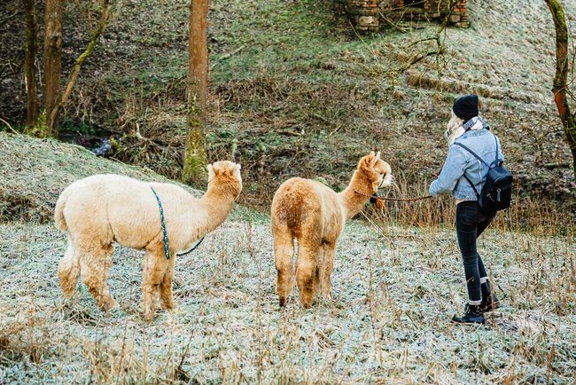 Alpakas vom Roten Berg