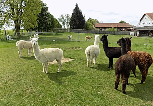 Alpaka Farm Erlebnis plus Komfort Natur Campingplatz, Witzleben