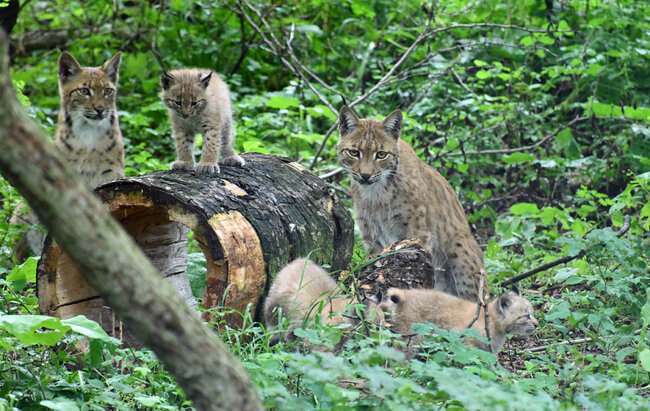 Wildkatzendorf Hütscheroda
