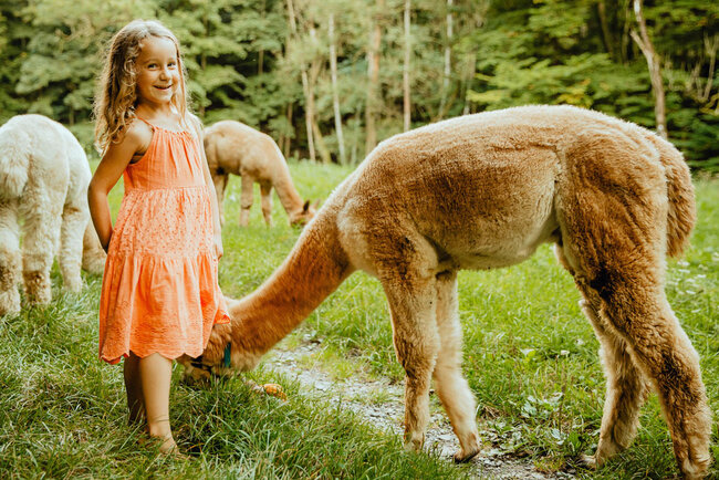 Alpakas vom Roten Berg
