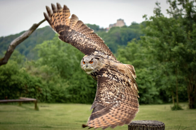 Adler- und Falkenhof Schütz