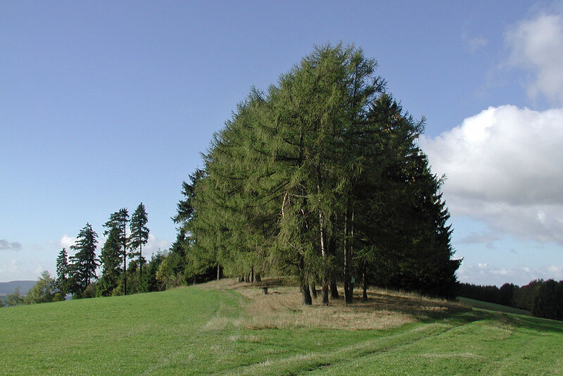 Mittlerer Ziegenrücksweg