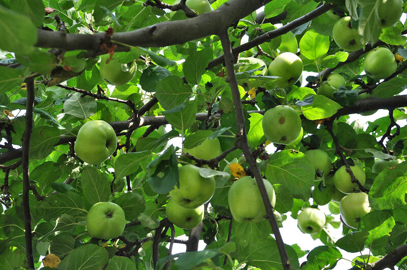 Obstbäume in den Fahner Höhen