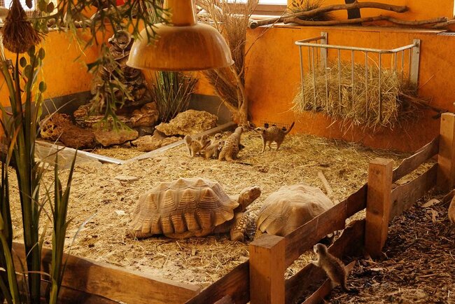 afrikanische Riesenschildkröten mit Erdmännchen