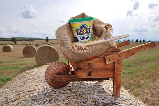 Born Senf-Ernte in Thüringen