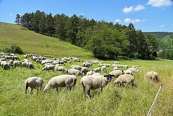 Schafe in der Rhön