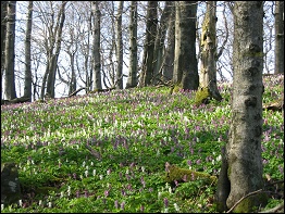 Frühling auf dem Baier