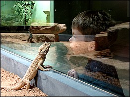 Exotarium Oberhof - Echse