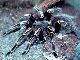 Exotarium Oberhof - Riesenvogelspinne