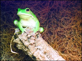 Exotarium Oberhof, Neuguinea-Riesenlaubfrosch