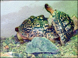 Exotarium Oberhof - Pantherriesenschildkröten